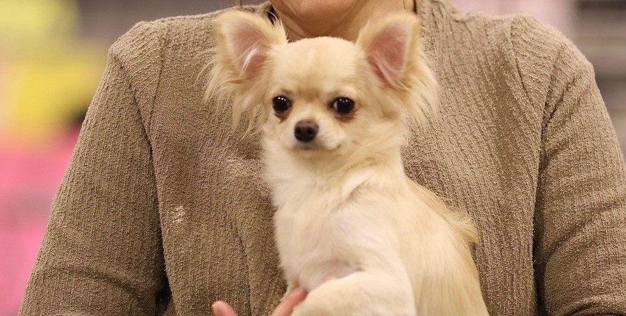 Du Reve Des Pitchounes - Chiot disponible  - Chihuahua