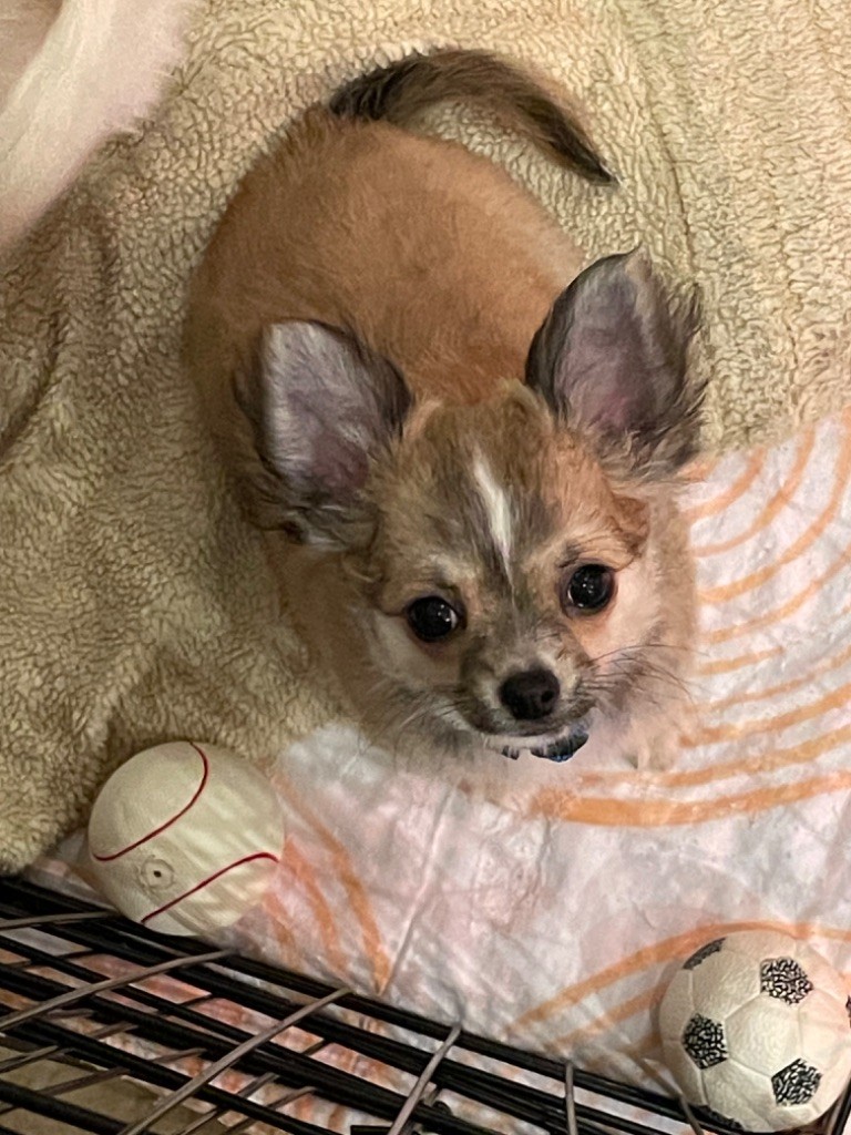 Du Reve Des Pitchounes - Chiot disponible  - Chihuahua