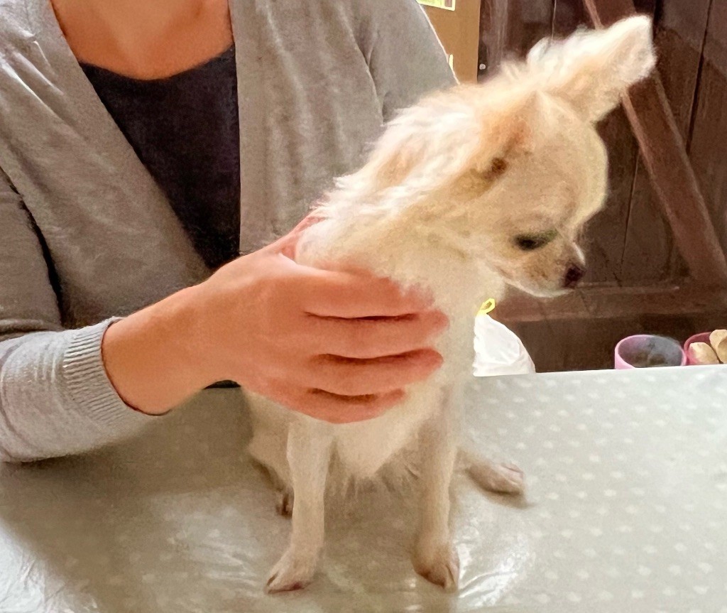 Du Reve Des Pitchounes - Chiot disponible  - Chihuahua